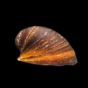 Red Lips Nerite Snail Neritina Sp 2cm
