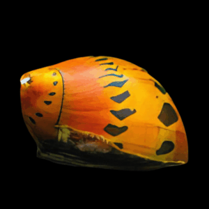 Red Onion Snail Vittina Semiconica 2cm