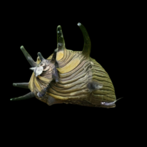 Sun Thorn Snail Neritina Sp 2cm