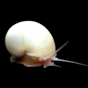 White Apple Mystery Snail Pomacea Canaliculata Amularis Sp 4cm