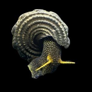 Yellow Antenna Rabbit Snail Tylomelania 5cm