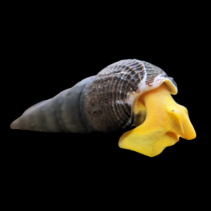 Yellow Rabbit Snail Tylomelania 5cm