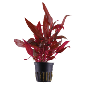 Five Potted Plants Mini Red Temple Plant Alternanthera Reinickii