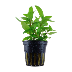 Five Potted Potted Bihar Staurogyne Plant Staurogyne Sp