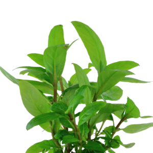 Five Potted Plants Porto Vehlo Staurogyne Plant Staurogyne Sp