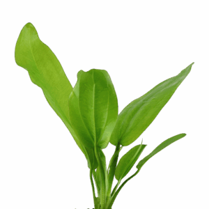 Five Potted Plants Fluitans Sword Plant Echinodorus Fluitans