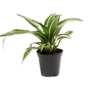 Five Potted Plants Striped Dracena Plant Dracaena Species