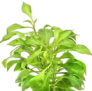 Five Bunched Plants Water Rose Yellow Plant Altermanthera Bettzickiana 'Aurea'