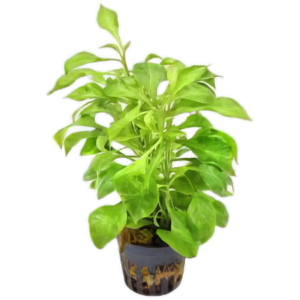 Five Potted Plants Water Rose Yellow Plant Altermanthera Bettzickiana 'Aurea'