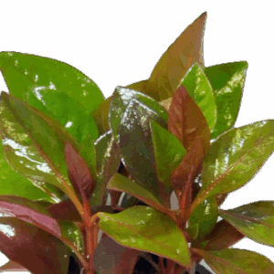 Five Bunched Plants Water Rose Red Plant Altermanthera Bettzickiana 'Red'