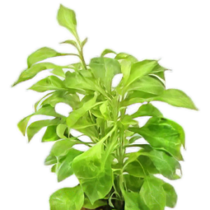 Five Bunched Plants Water Rose Green Plant Altermanthera Bettzickiana 'Green'