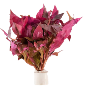 Five Bunched Plants Cardinal Plant Altermanthera Splendida Telanthera Cardinalis