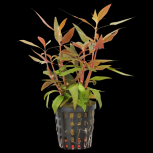 Five Potted Plants Scarlet Temple Plant Alternanthera Roseafolia