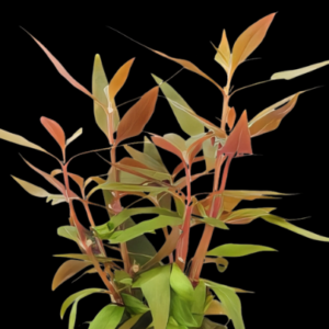 Five Potted Plants Purple Temple Plant Alternanthera Lilacina