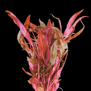 Five Potted Plants Magenta Water Hedge Plant Alternanthera Reineckii