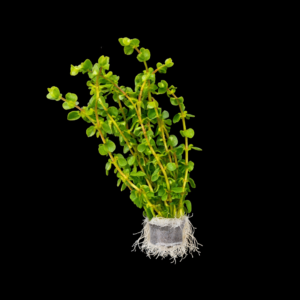 Five Bunched Plants Ammania Bonsai Plant Ammania sp. Bonsai