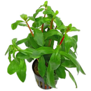 Five Potted Plants Big Ammania Plant Ammania Senegalensis