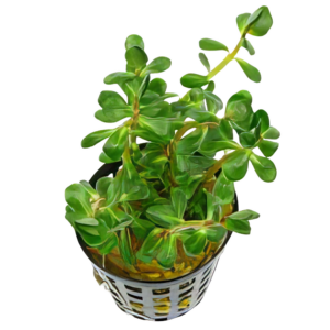 Five Potted Plants Ammania Bonsai Plant Ammania sp. Bonsai