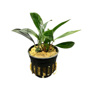 Five Potted Plants Congensis Anubias Plant Anubias Afzelii