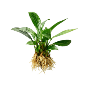 Five Bunched Plants Congensis Anubias Plant Anubias Afzelii