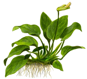 Five Bunched Plants Anubias Plant Anubias Barteri