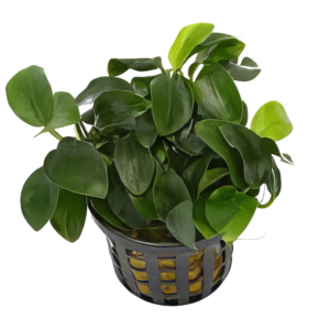 Five Potted Plants Anubias Plant Anubias Barteri
