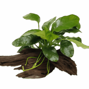 Anubias Barteri Plant on Driftwood 10cm