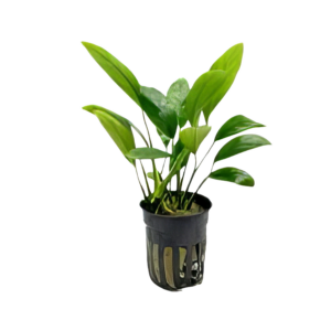 Five Potted Plants Wrinkle Leaf Anubias Plant Anubias Barteri
