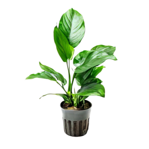 Five Potted Plants Broad Leaf Anubias Plant Anubias Barteri