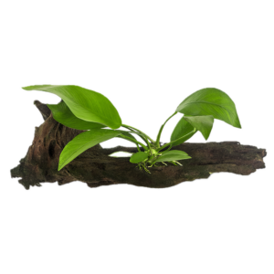 Anubias Congensis Plant on Driftwood 10cm