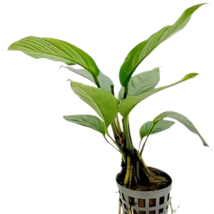 Five Potted Plants Giant Congo Anubias Plant Anubias Heterophylla