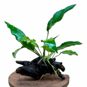 Anubias Lanceolata Plant on Driftwood 10cm