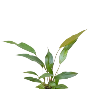 Five Potted Plants Lance Leaf Anubias Plant Anubias Lanceolata