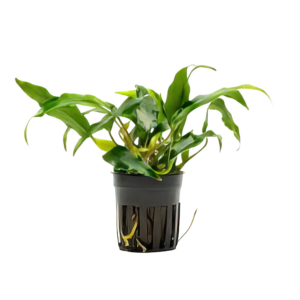 Five Potted Plants Narrowleaf Glabra Anubias Plant Anubias Minima
