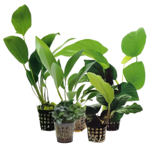 Ten Potted Plants Assorted Anubias Plants