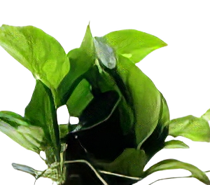 Five Potted Plants Dwarf Anubias Plant Anubias Nana