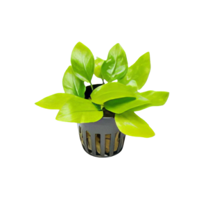 Five Potted Plants Golden Dwarf Anubias Plant Anubias Nana