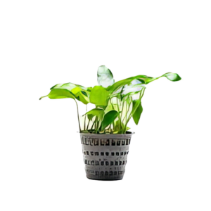 Five Potted Plants Short & Sharp Anubias Plant Anubias Sp