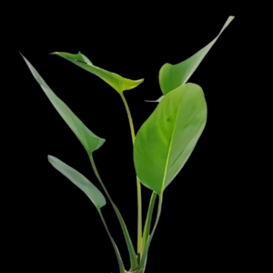 Five Potted Plants Arrowhead Betta Anubias Plant Anubias Hastifolia