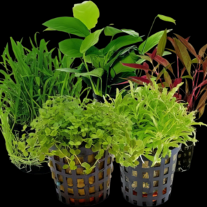 Ten Potted Plants Assorted Front & Nano Plants