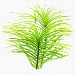 Five Portions of Plants Azurea Ancoured Water Hyacinth Plant Eichhornia Crassipes