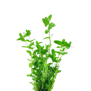 Five Potted Plants Creeping Water Hyssop Plant Bacopa Amplexicaulis