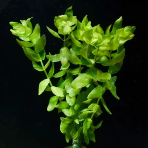 Five Bunched Plants Bacopa Plant Bacopa Caroliniana