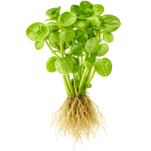 Five Potted Plants Hairy Bacopa Plant Bacopa Lanigera