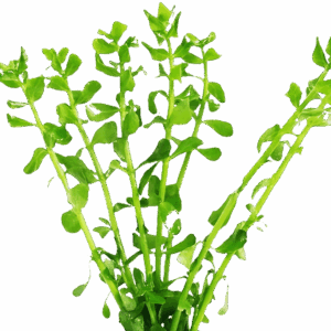 Five Potted Plants Moneywort Plant Bacopa Monnieri