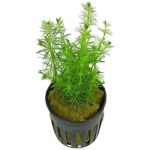 Five Potted Plants Brazilian Bacopa Plant Bacopa Myriophylloides