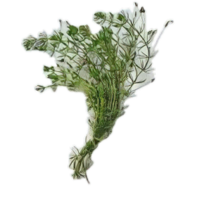 Five Bunched Plants Brazilian Bacopa Plant Bacopa Myriophylloides