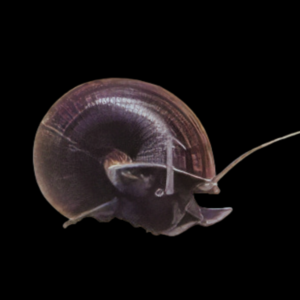 Black Apple Mystery Snail Pomacea Diffusa 4cm