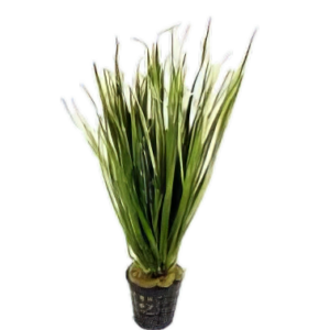 Five Potted Plants Bamboo Plant Blyxa Aubertii