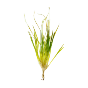 Five Bunched Plants Bamboo Plant Blyxa Aubertii